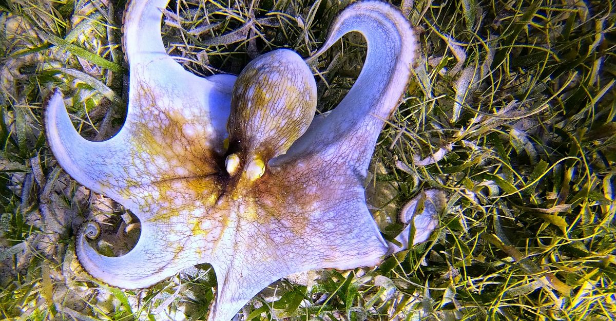 The octopus - Overland literary journal